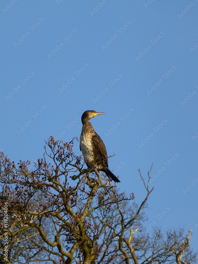 Lone cormorant sitting on a treetop near the River Thames, England