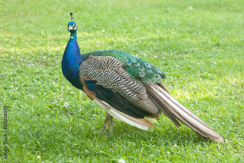 Obraz premium Male peacock in a farm yard