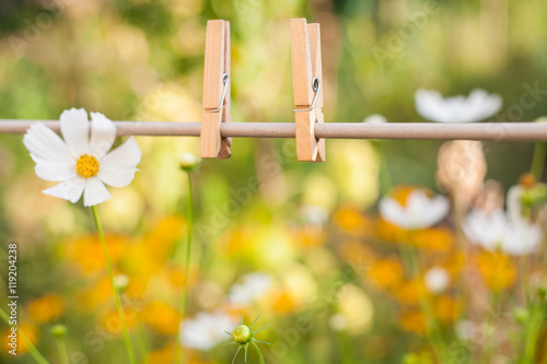 clothes peg in garden