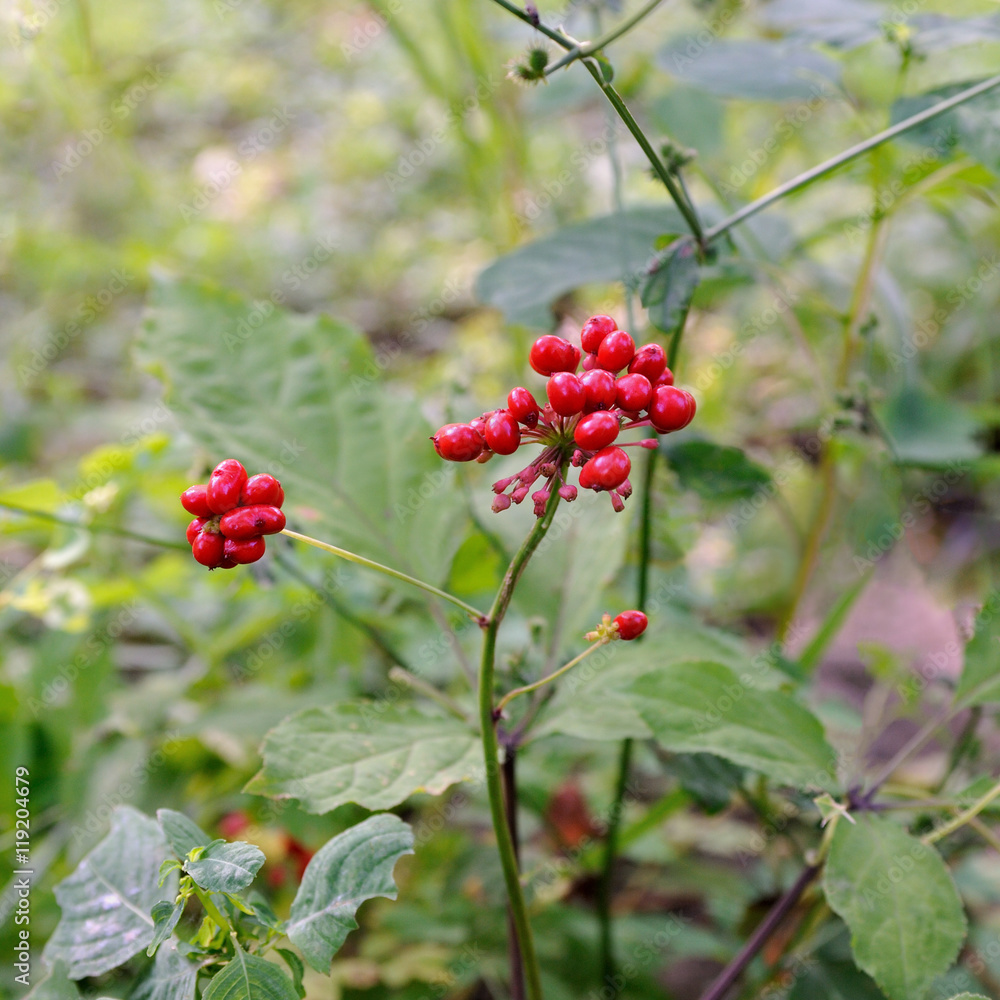 Korean wild root ginseng with berries. A close up of the most famous medicinal plant ginseng (Panax ginseng). Korean wild root ginseng with berries. A close up of the most famous medicinal plant ginseng (Panax ginseng).