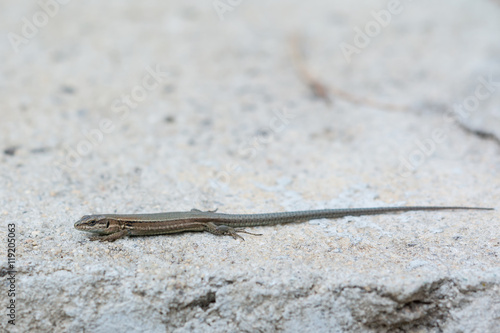 Sand Lizard on a Grey Stone © cimbat4