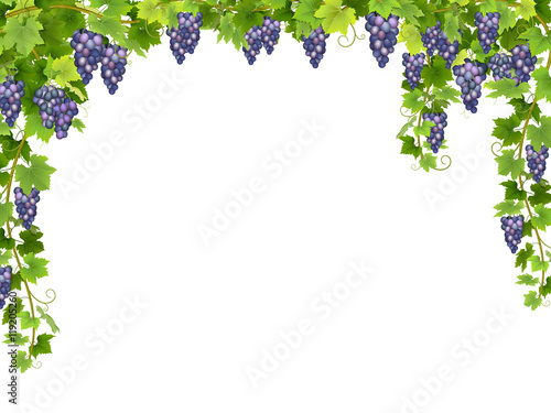 Frame from hanging bunches of ripe blue grapes with branches and leaves.