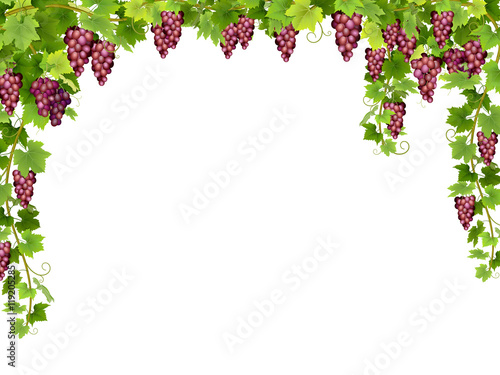 Frame from hanging bunches of ripe red grapes with branches and leaves.