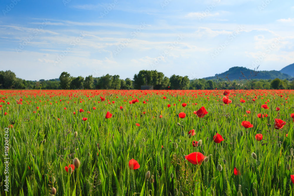 Red poppies field with mountains in background