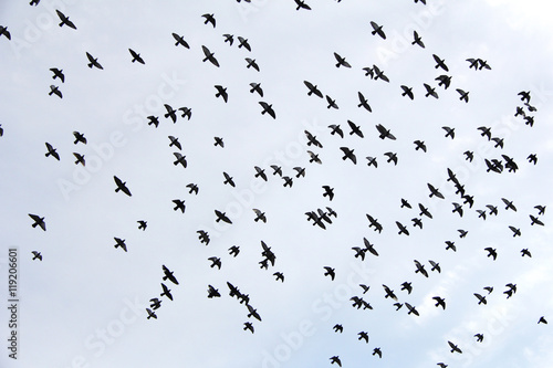 Flying birds in the sky
