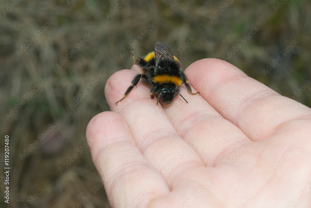 Dunkle Erdhummel (Bombus terrestris) auf Hand, Lüneburger Heide, Niedersachsen, Deutschland Dunkle Erdhummel (Bombus terrestris) auf Hand, Lüneburger Heide, Niedersachsen, Deutschland