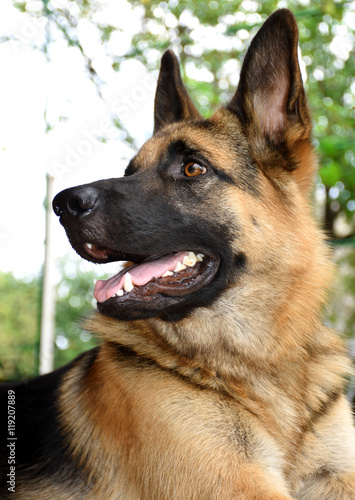 Schilderij op canvas Немецкая овчарка