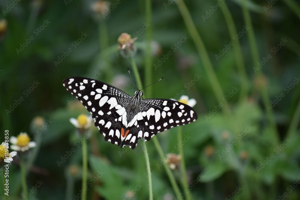 Obraz premium ButterFiy