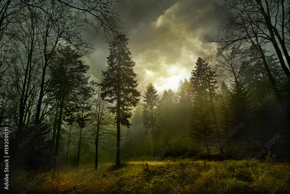 Magic dark forest. Autumn forest scenery with rays of warm light