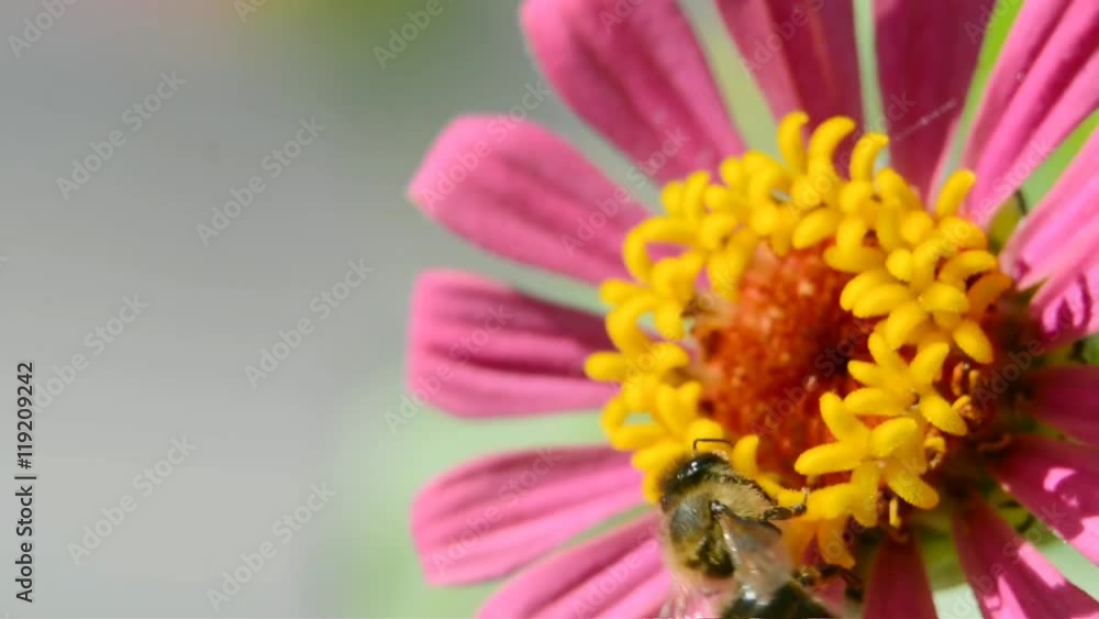 Bee flying over the flower with pollen close up Bee flying over the flower with pollen close up