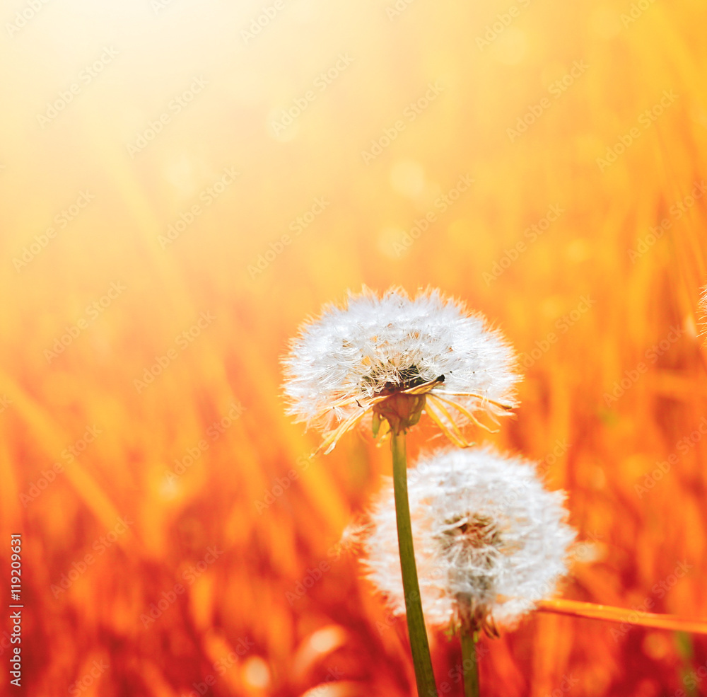 dandelion in grass