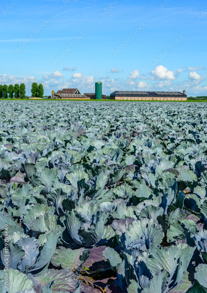Fototapeta premium Organic cultivation of red cabbages in the summer season