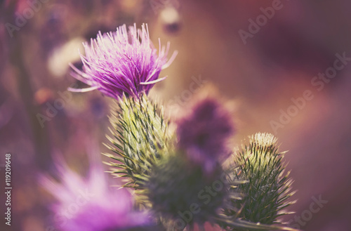 Fototapeta pink milk thistle flower in bloom in summer morning. Cross proce