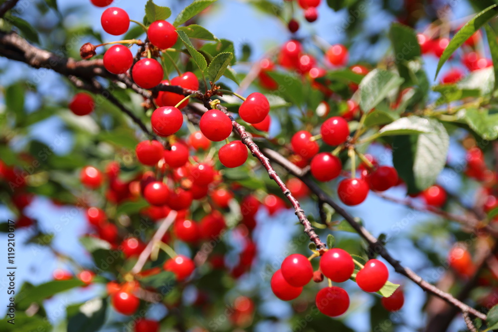 Ripe cultivar cherries in the June garden Ripe cultivar cherries in the June garden