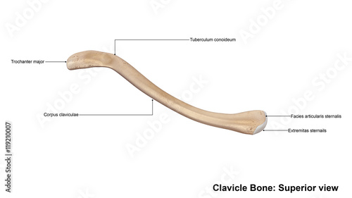 Clavicle bone photo