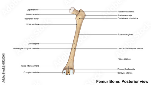 Femur bone_Posterior view. photo