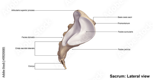 Sacrum_Lateral view