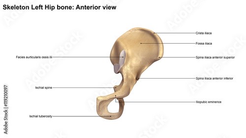 Skeleton Left hip bone_Anterior view photo