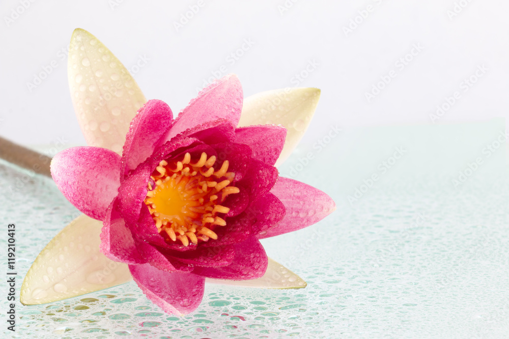 A beautiful pink waterlily or lotus flower A beautiful pink waterlily or lotus flower