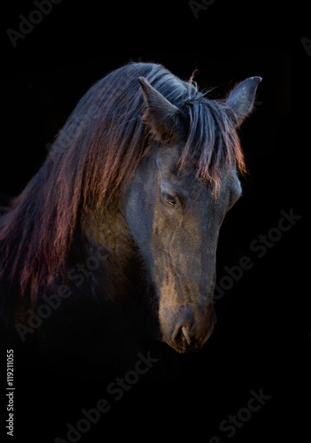 Fototapeta Naklejka Na Ścianę i Meble -  Portrait of the black Frisian horse on the black background