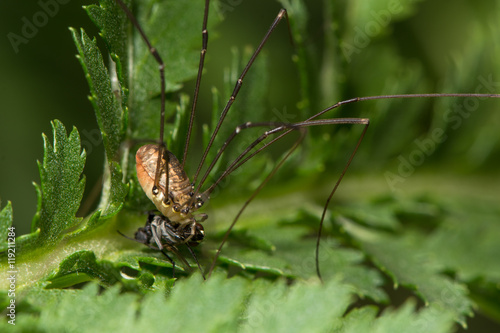 Leiobunum rotundum harvestman spider eating fly prey showing mouthparts. Female arachnid in the order Opiliones, family Sclerosomatidae, feeding on small fly