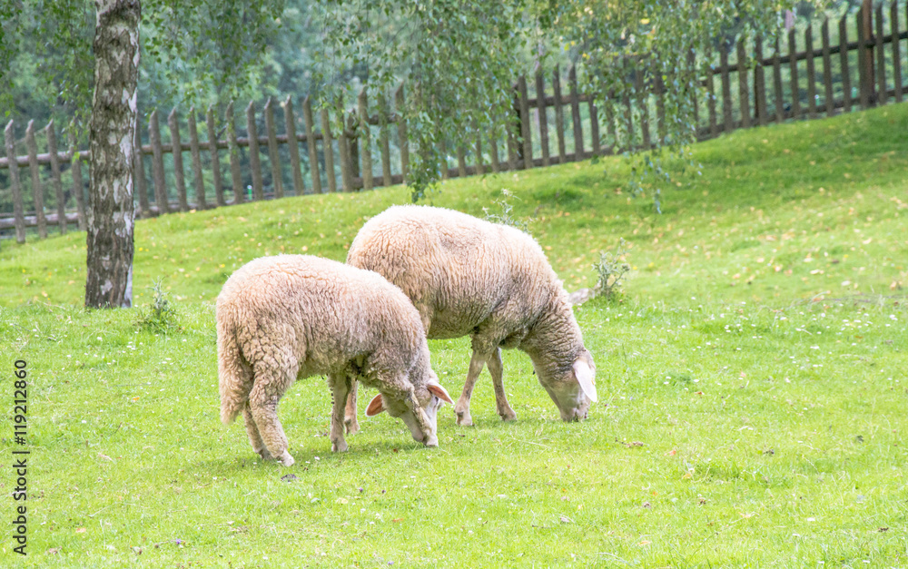 Schafe auf Weide Schafe auf Weide
