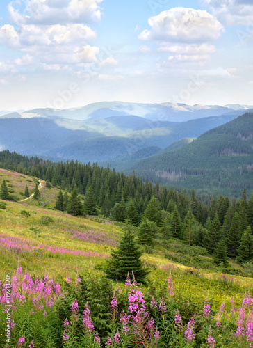 Landscape with spruce, mountains and glade with blooming fireweed Epilobium angustifolium, Chamerion angustifolium, willowherb. Carpathian mountains. Ukraine