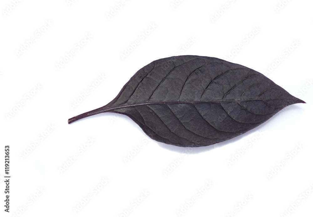 Purple leaves in the white background. Purple leaves in the white background.