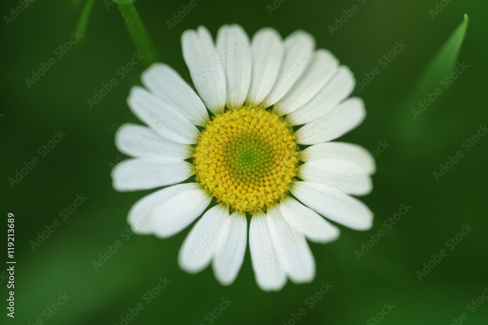 daisy flower from above closeup photo