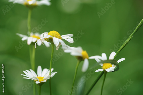 daisy flowers in summer day closeup photo