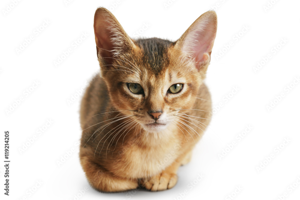 Obraz premium wild color abyssinian kitten 3 month sitting on white background looking to camera
