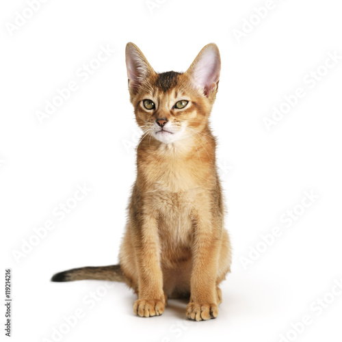 wild color abyssinian kitten 3 month sitting on white background looking to camera