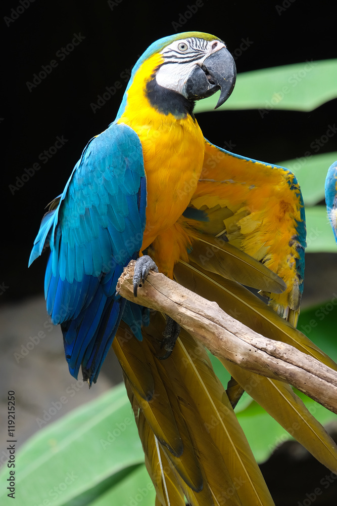 Naklejka premium Blue-and-yellow macaw (Ara ararauna), Macaw parrot