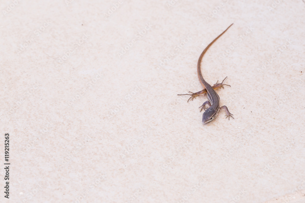 Young long-tail psammodromus lizard, Andalucia, Spain. From above on white, cream stone tle, with copy space. Young long-tail psammodromus lizard, Andalucia, Spain. From above on white, cream stone tle, with copy space.