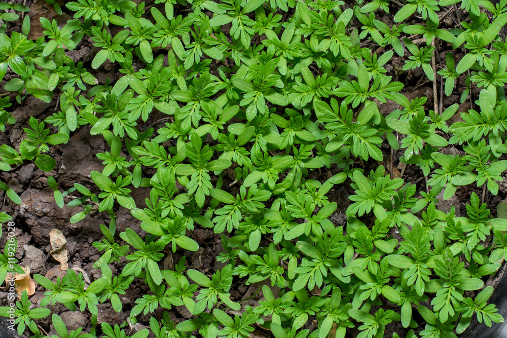 Young plants growing Young plants growing