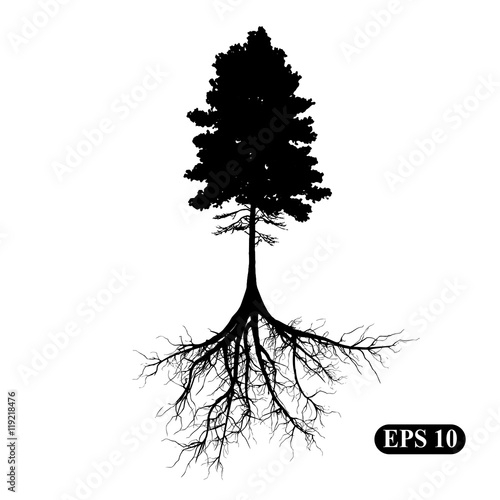 Tree with roots