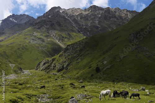 horses and mountains