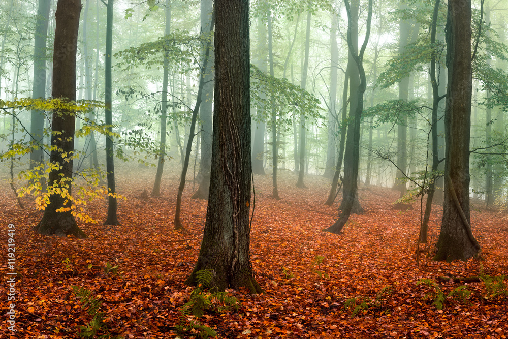 Buchenwald im Herbst mit rotem Herbstlaub Buchenwald im Herbst mit rotem Herbstlaub