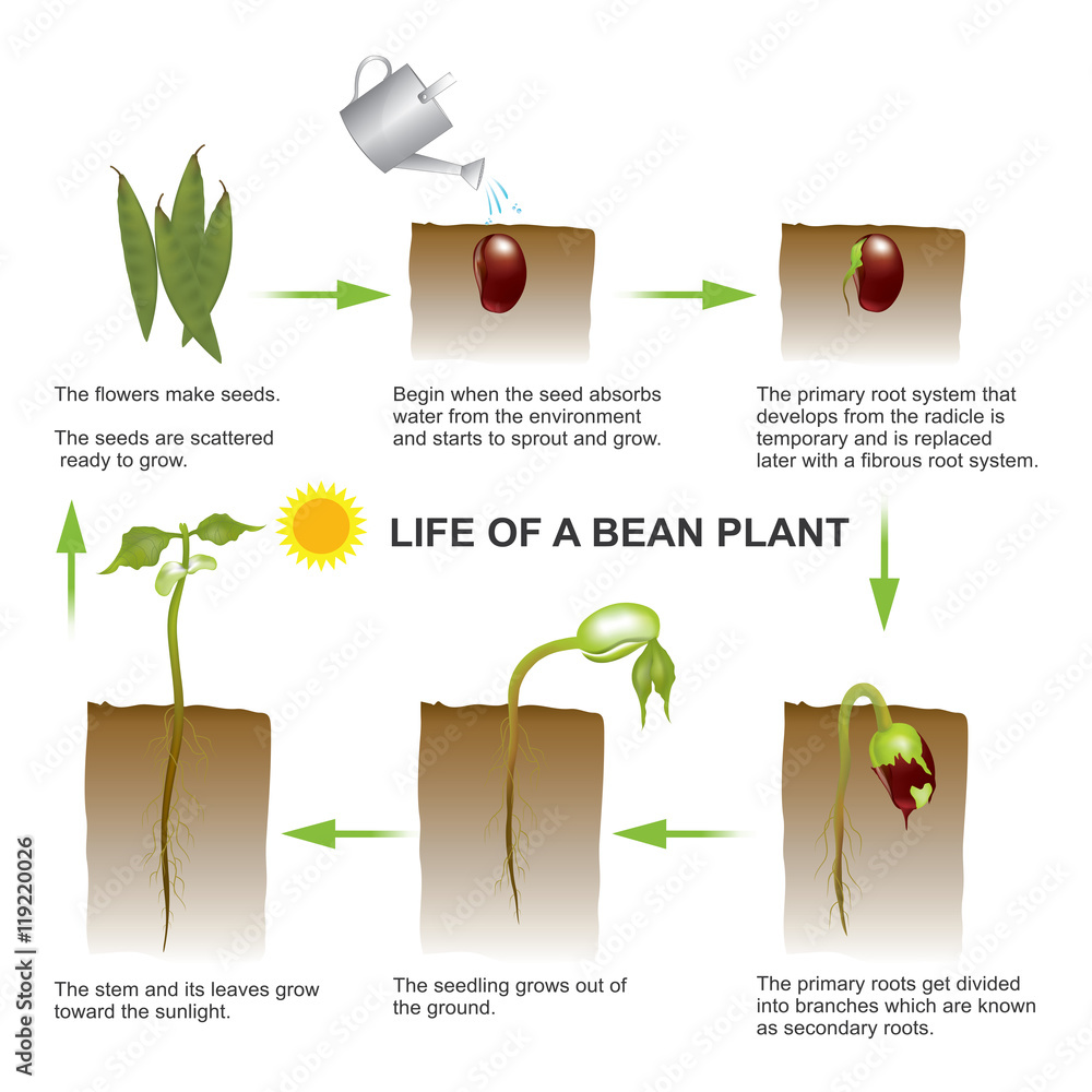 Germination Description Process Diagram Stages Types Facts