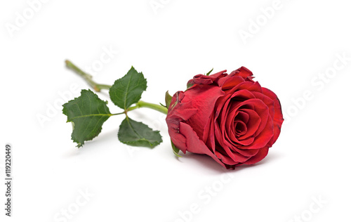 Red rose isolated on white background