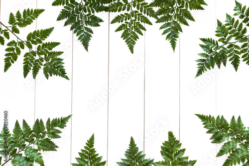 Davallia leaves laying on white wood with copy space in the center photo