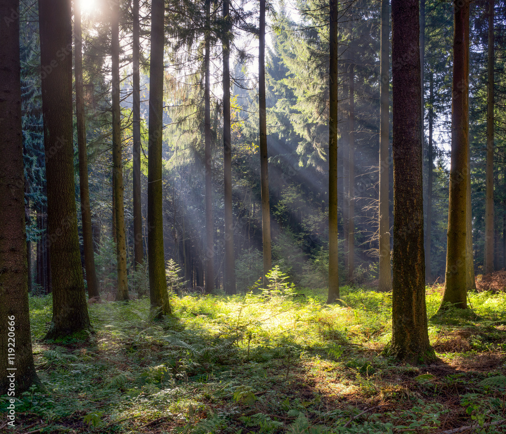 Fototapeta premium Las iglasty w słońcu