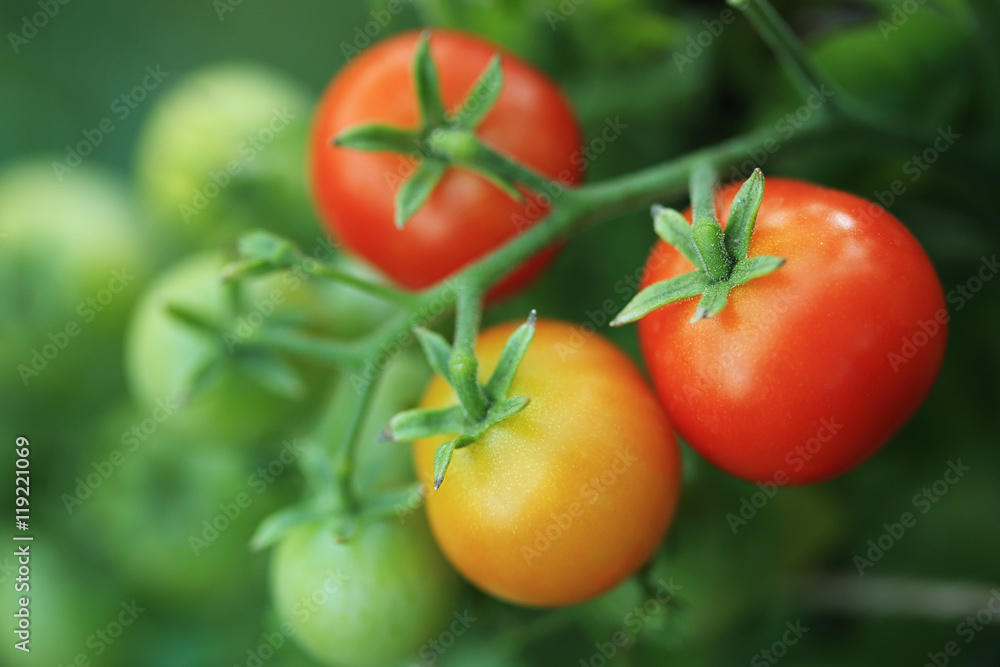 Branch of ripe red tomatoes closeup