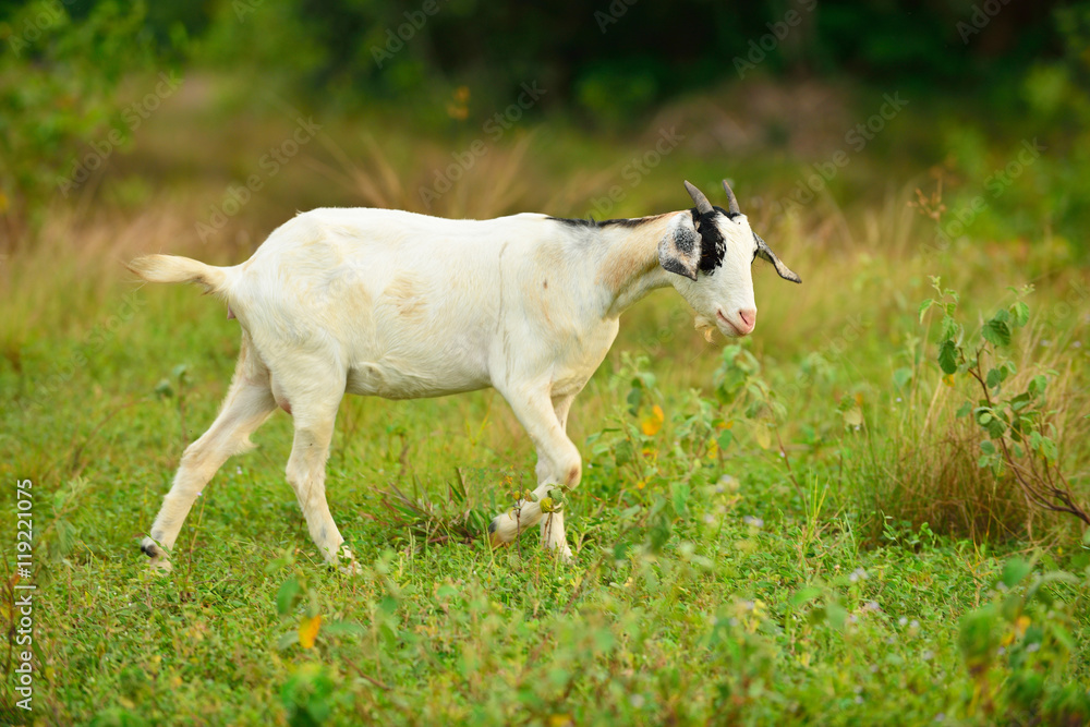 goat goat