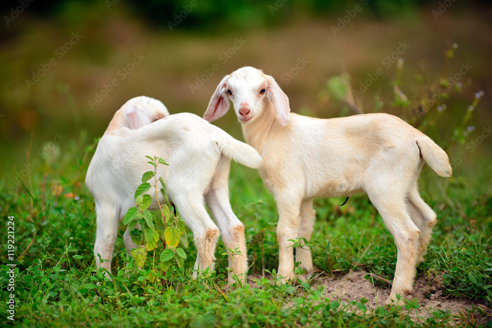 goat goat