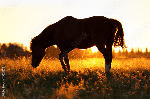 Silhouette of a horse on a pasture in rim light © svetlanistaya