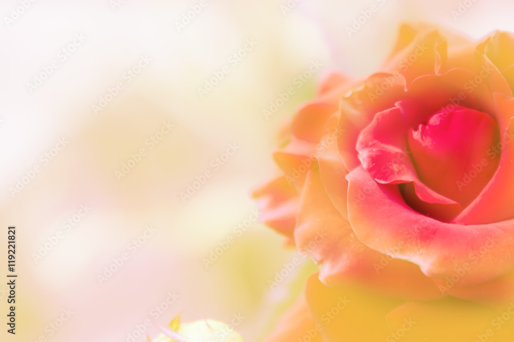 Fototapeta premium beautiful delicate red rose