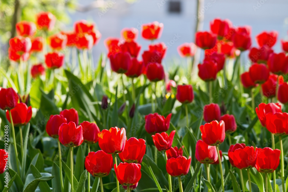 Fototapeta premium Spring flower bed in the park with red tulips