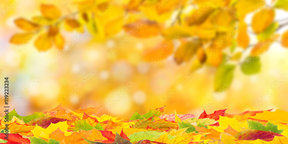 Fall Background with Foliage Fall Background with Foliage