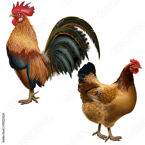 Rooster and hen red suit on an empty background